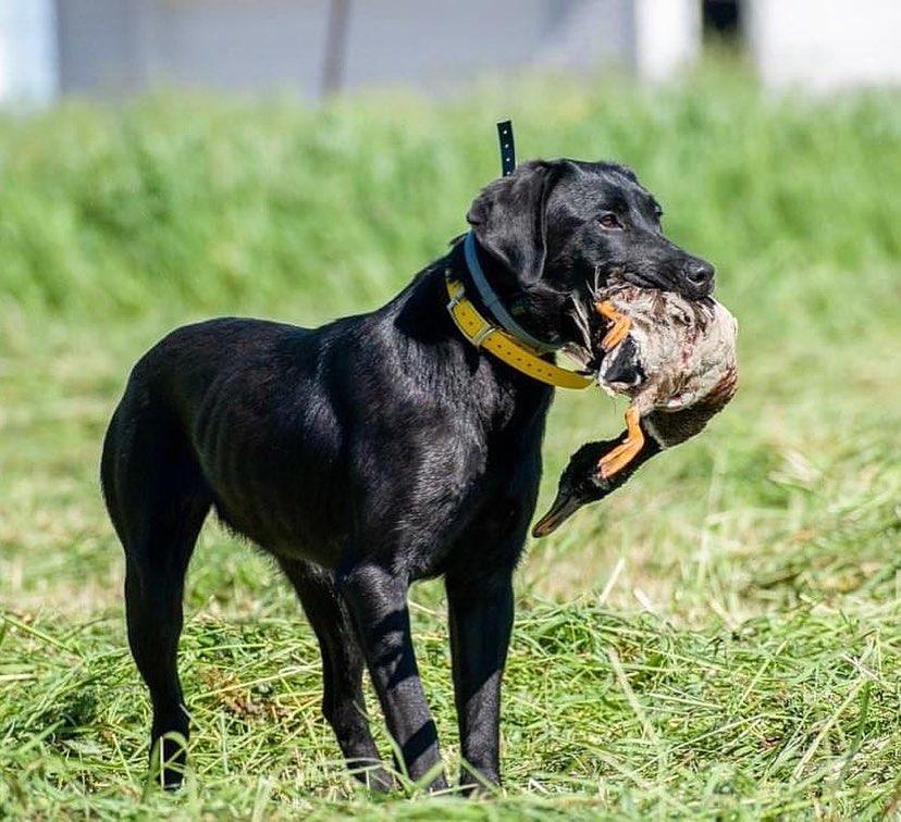 SHR Three Lakes Labradors Black Hills Dakota JH CGCU CGCA TKI DS | Black Labrador Retriver