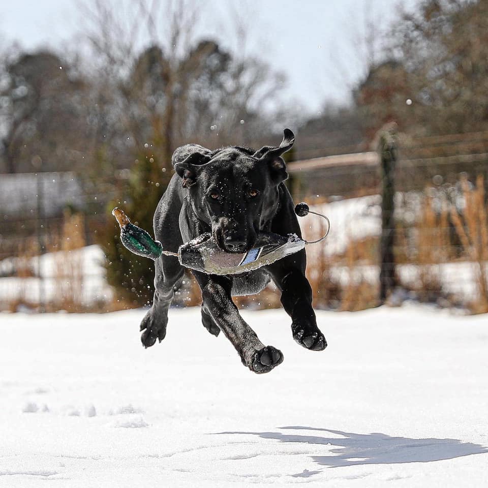 SHR Three Lakes Labradors Black Hills Dakota JH CGCU CGCA TKI DS | Black Labrador Retriver