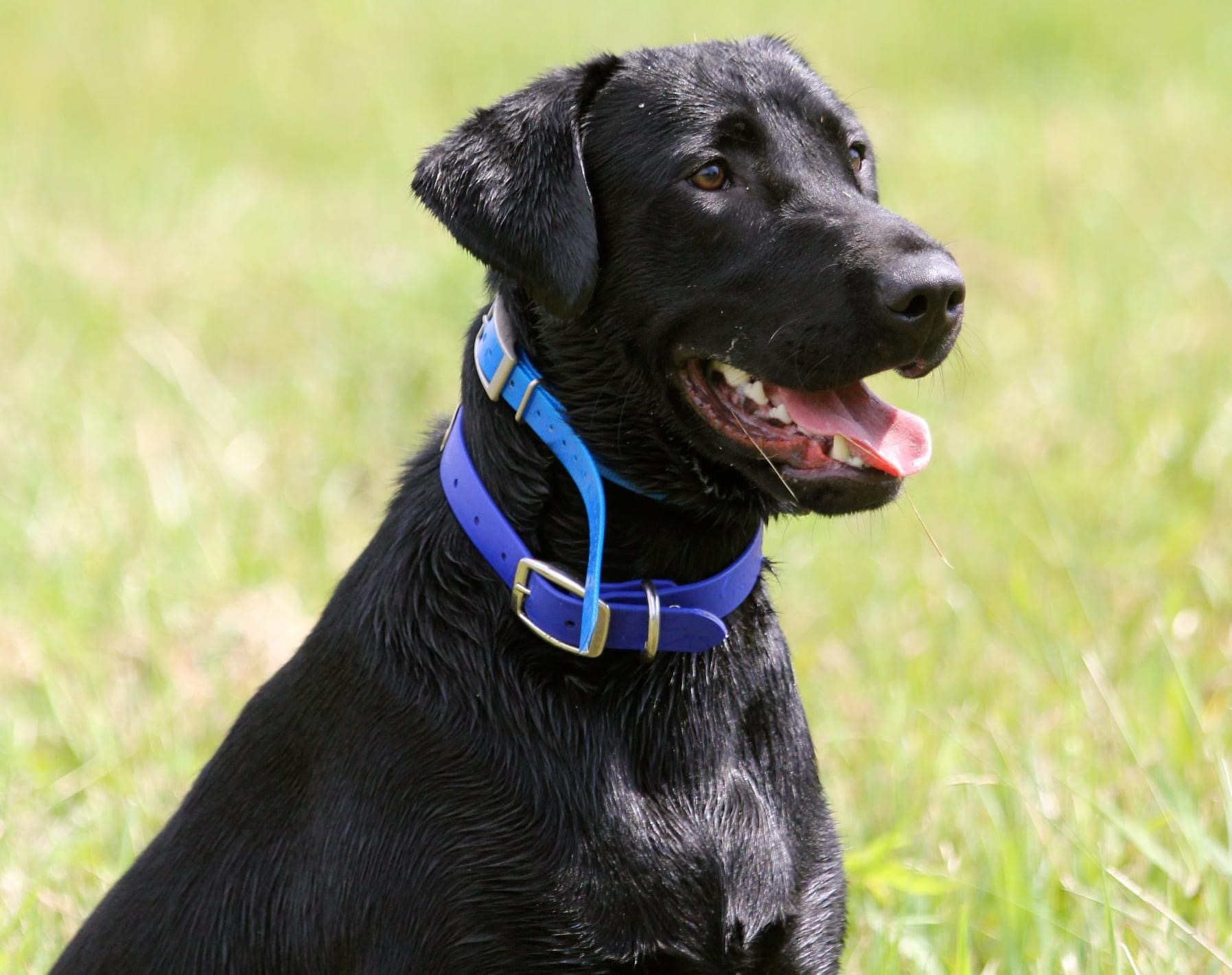 Sliding Creeks Black Magic Storm | Black Labrador Retriver