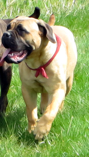 Jenna des jardins d'Atlantis | Bullmastiff 