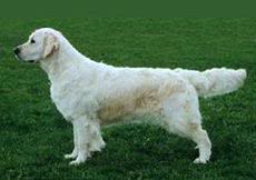 Dewmist Shade of Pale | Golden Retriever 