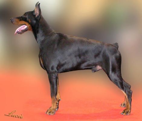 Master Max of Djarmati | Black Doberman Pinscher