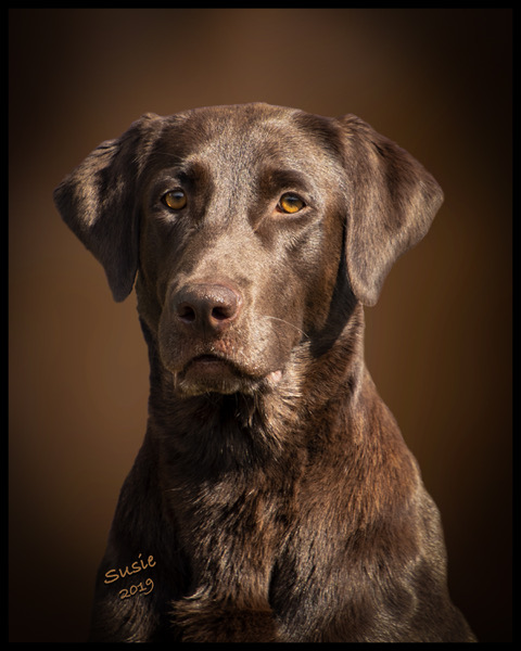 Ardentts Tsunami | Chocolate Labrador Retriver