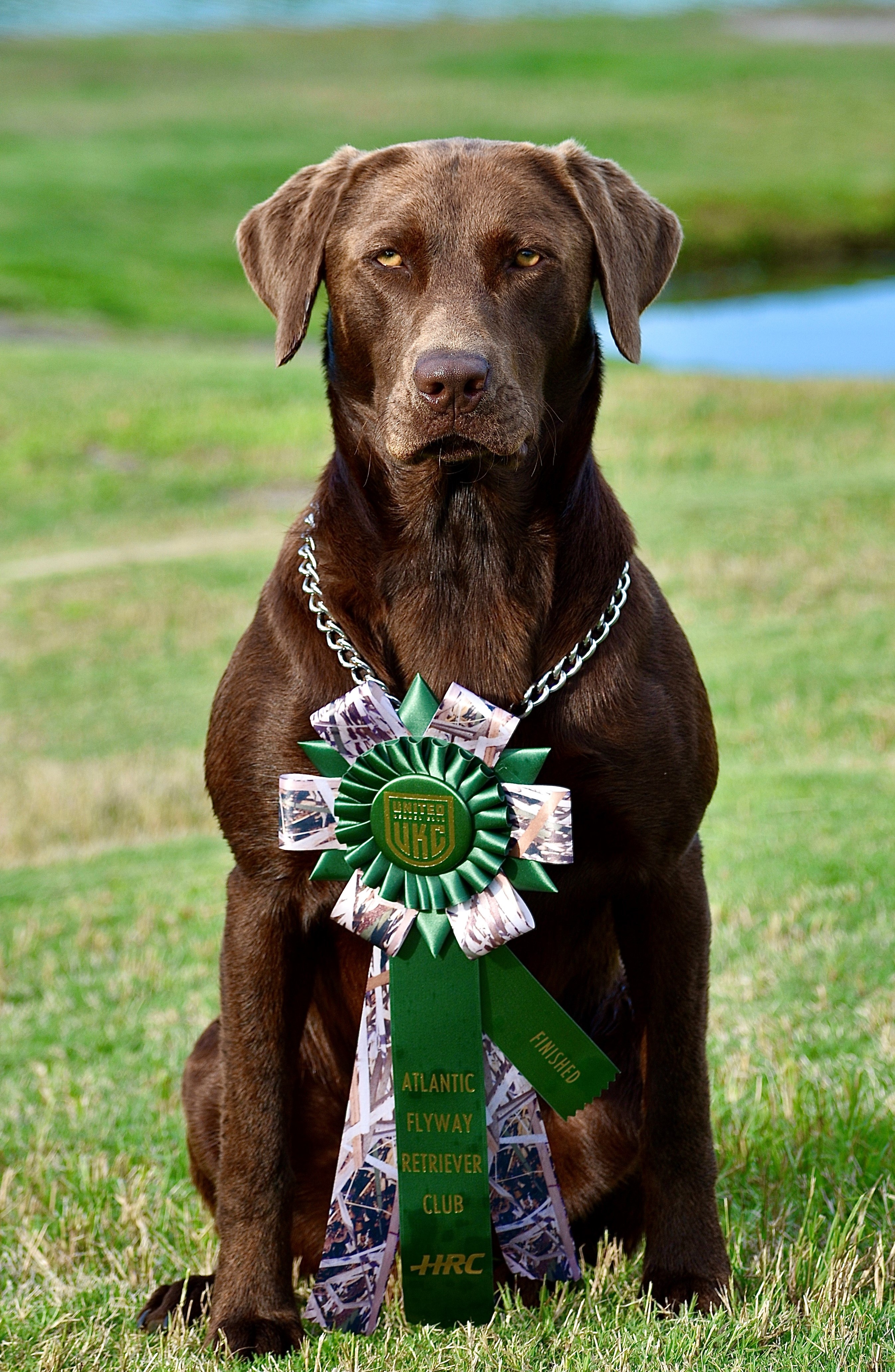 HR Striking Bays Chief Big Horne SH | Chocolate Labrador Retriver