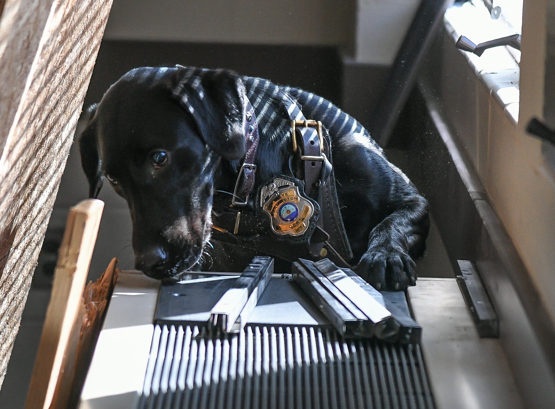 Katalyst's Rough Edge | Black Labrador Retriver