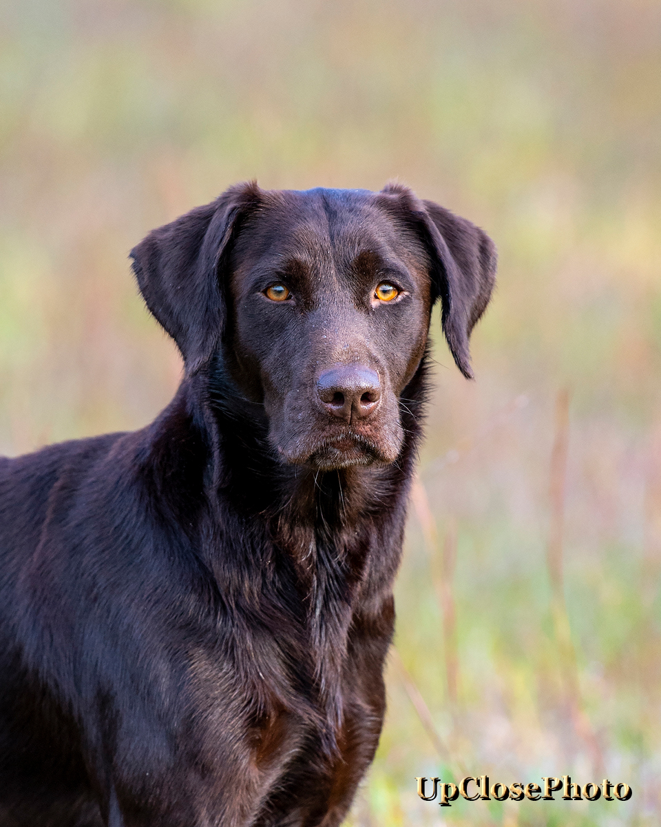 Bourbon Country’s Timber Squaw | Chocolate Labrador Retriver