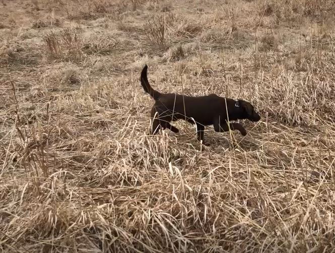 CPR Grunloh's Mad Moose | Chocolate Labrador Retriver