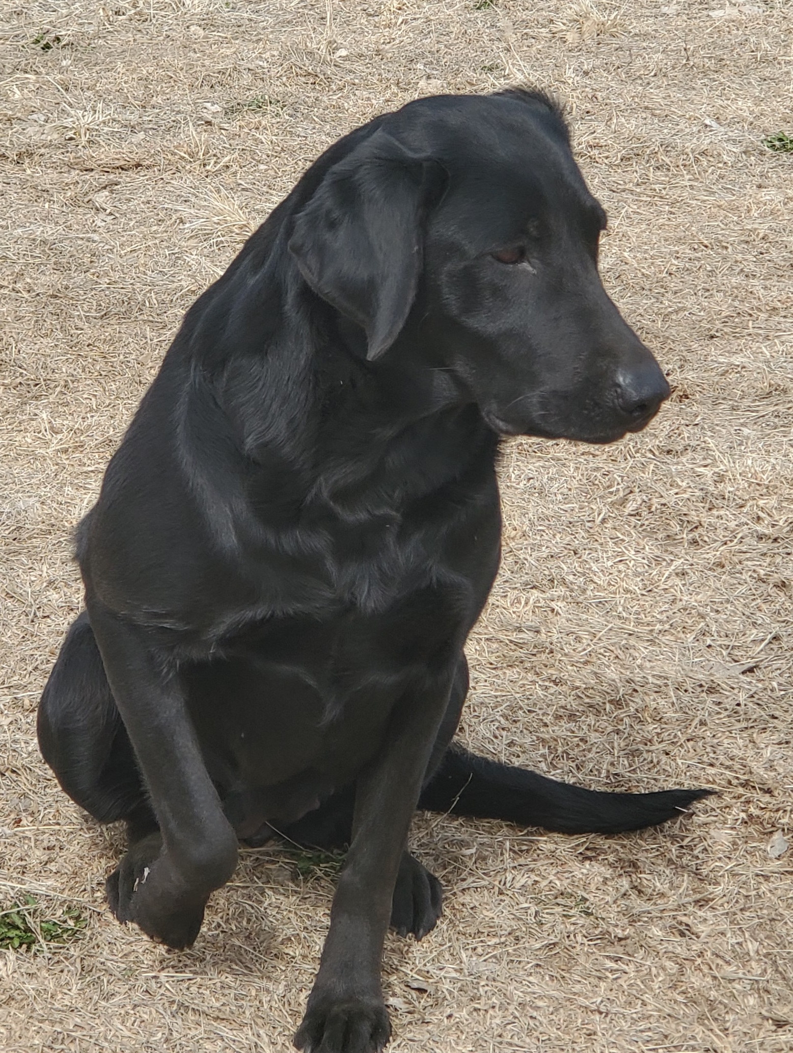 Wick's Fatcity Maya | Black Labrador Retriver