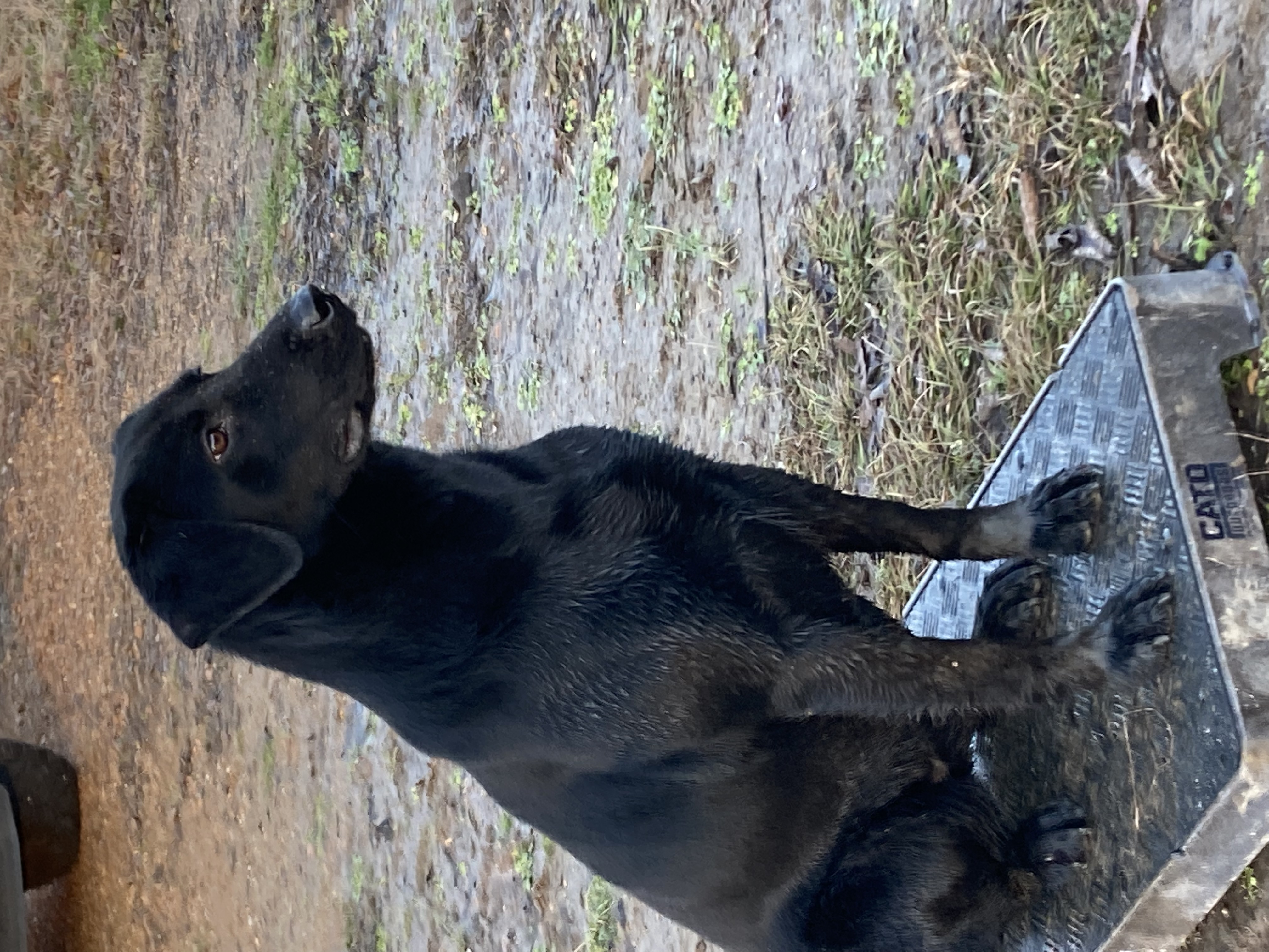 HRCH Page Farm's Gone With The Wind | Black Labrador Retriver