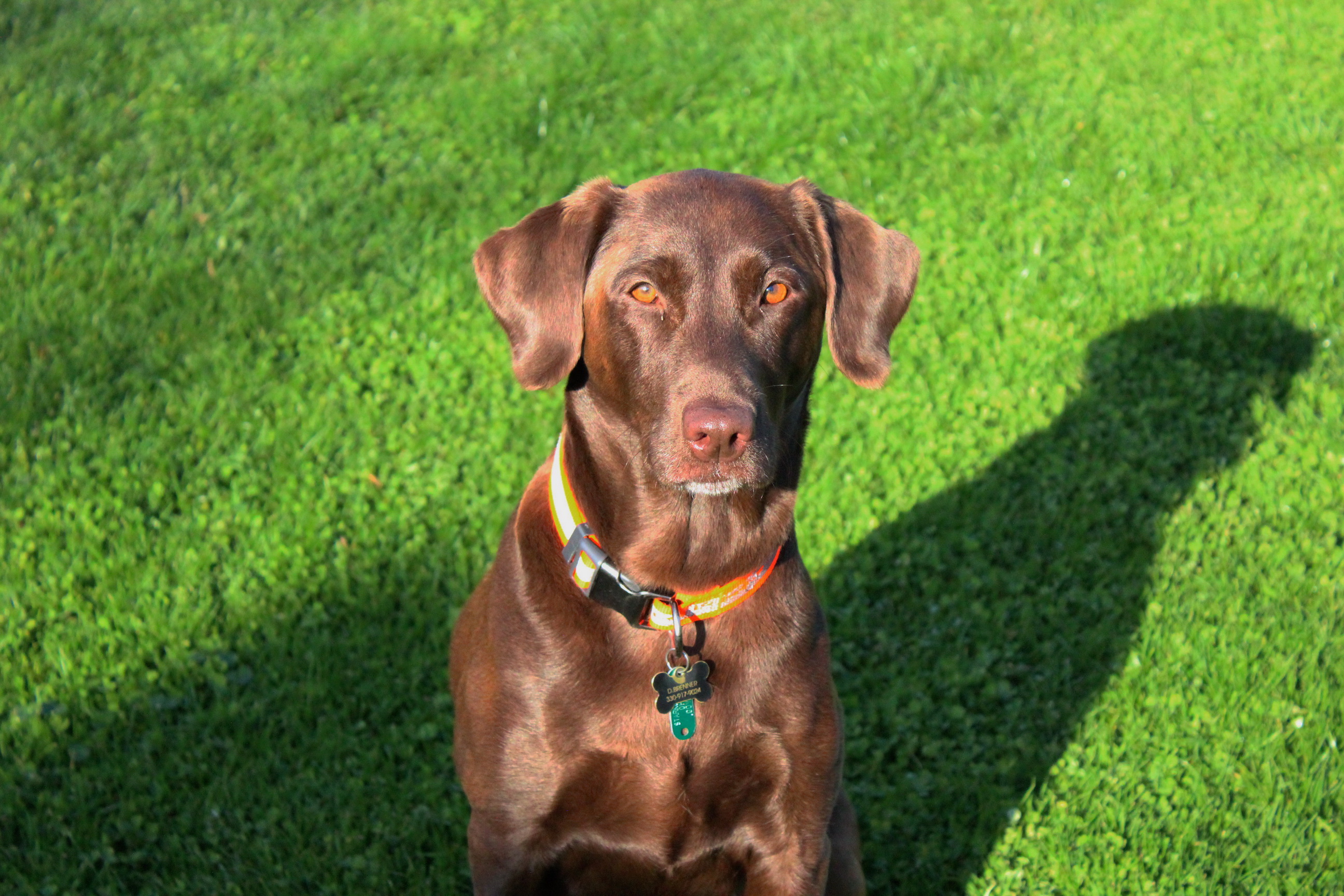 Brenner's Mississippi May Bea Bleu | Chocolate Labrador Retriver