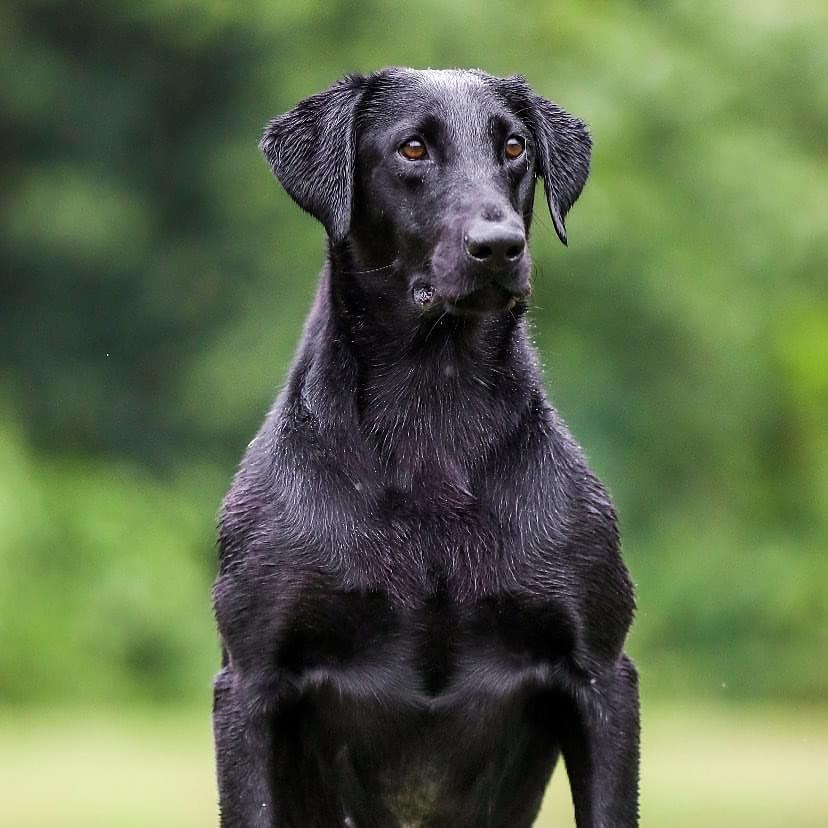 SRSAC HRCH Honey Brake’s Hurricane Hunter MH QAA | Black Labrador Retriver