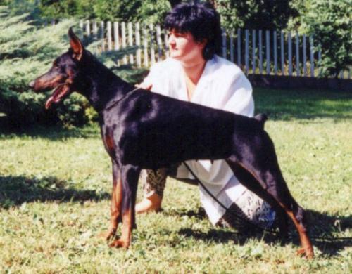 Tahi-Réme Ibiza | Black Doberman Pinscher