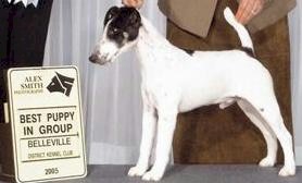 Hexham Highland Fling | Smooth Fox Terrier 