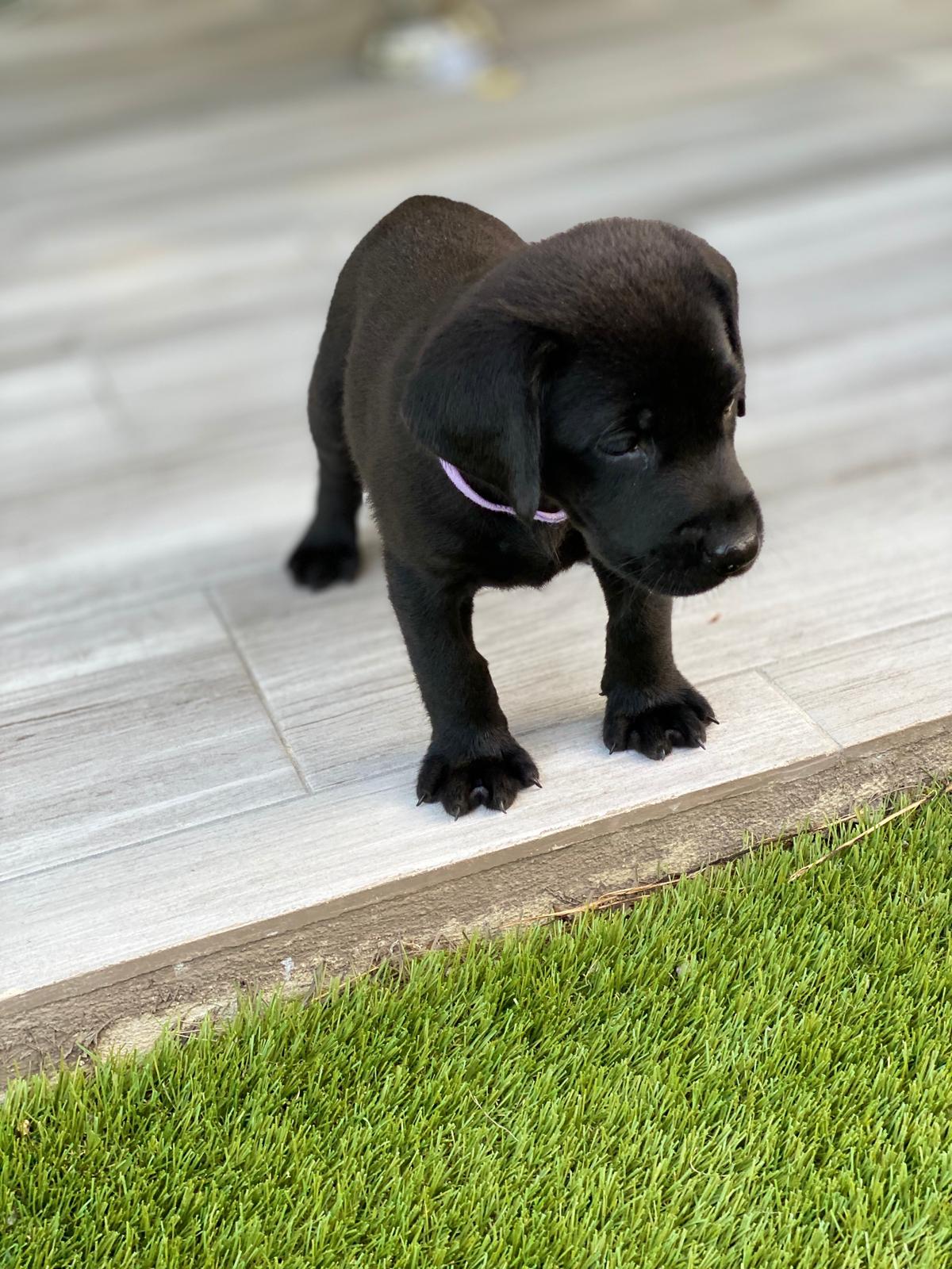 Lara | Black Labrador Retriver