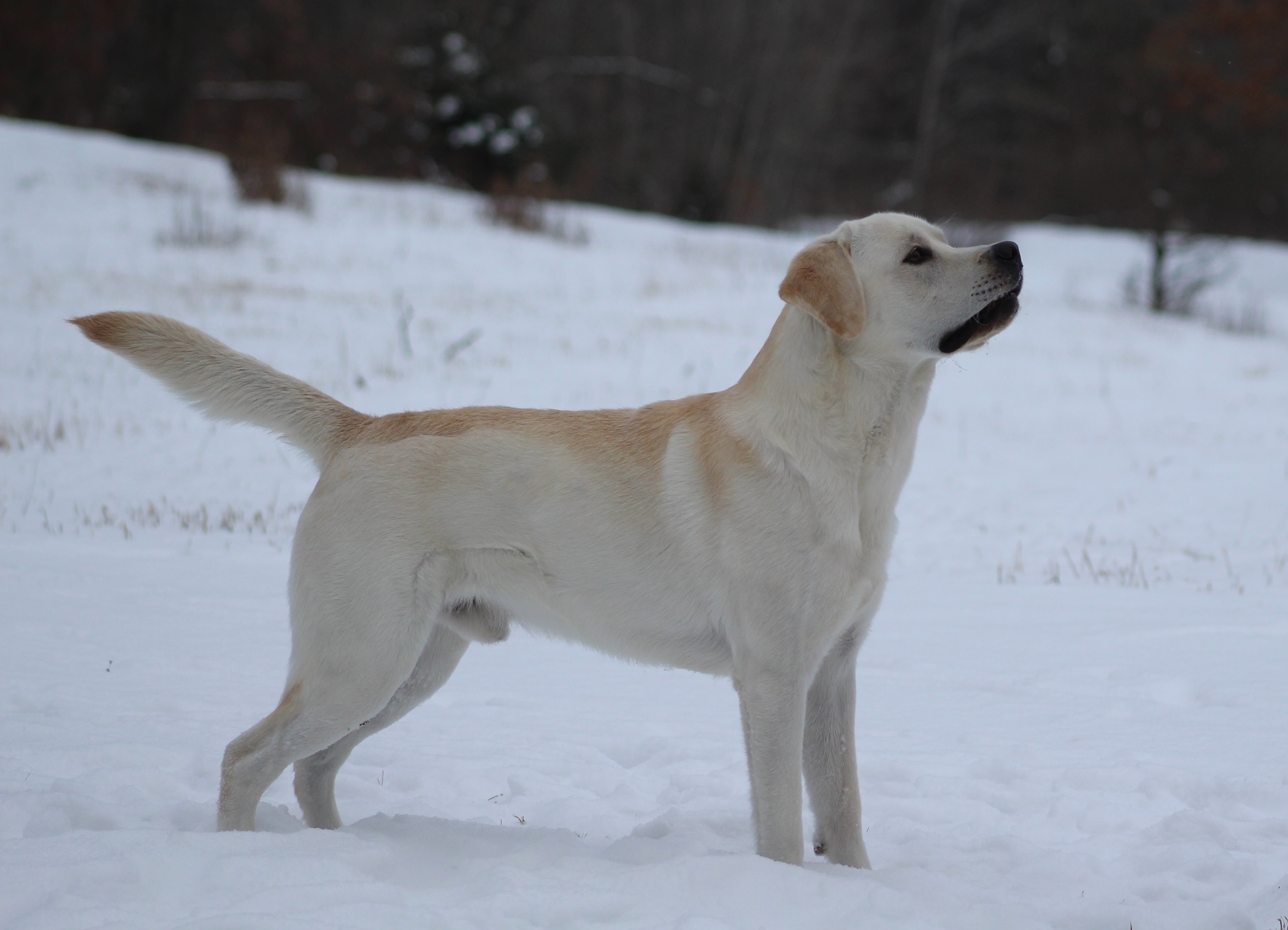 Heartride's Bird Crazy Magic Man | Yellow Labrador Retriver