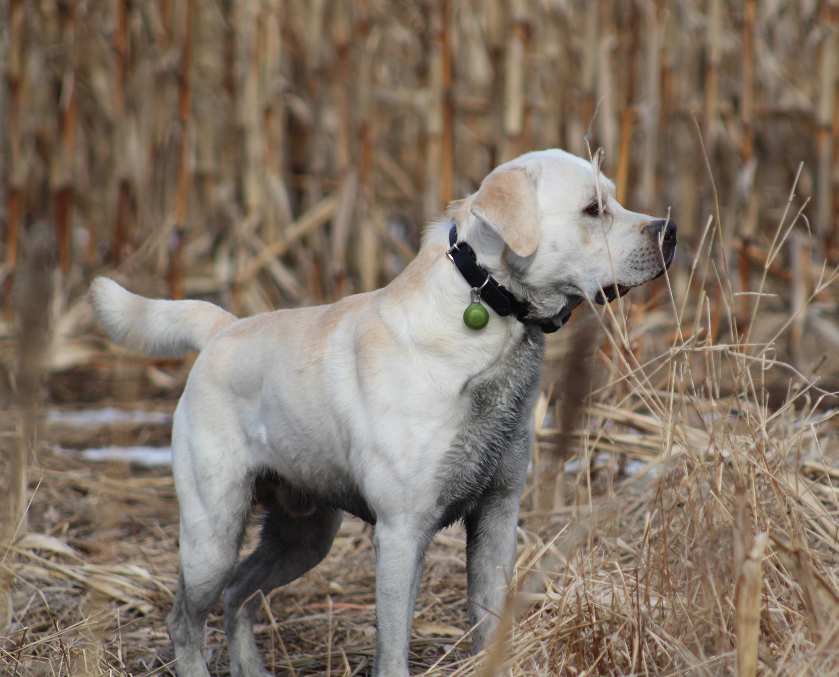 Heartride's Bird Crazy Magic Man | Yellow Labrador Retriver