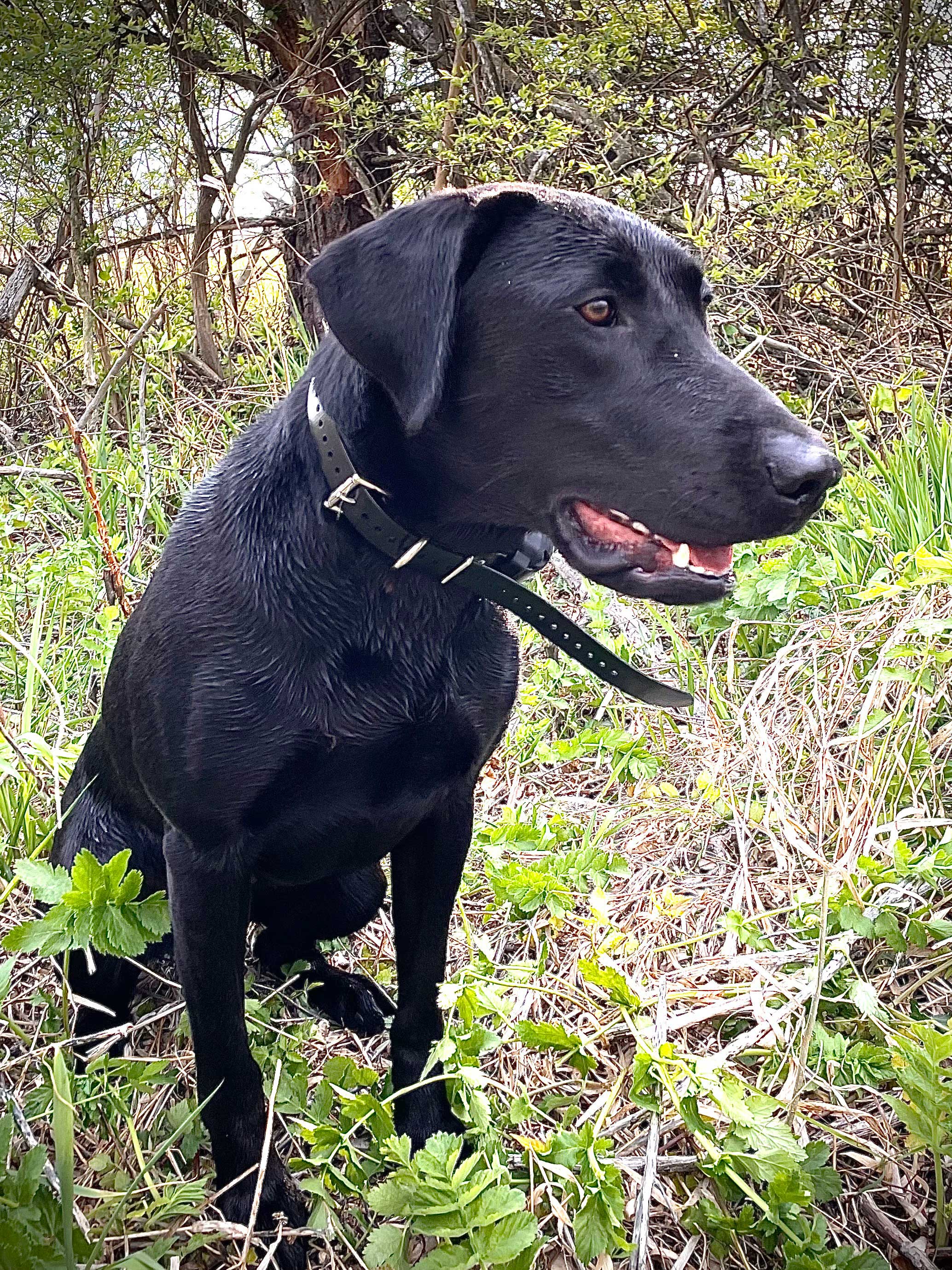 HRCH Mason’s Whistle Blowin Finley | Black Labrador Retriver