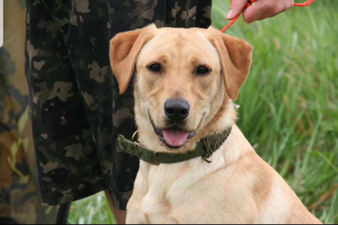 SHR Lindleys Dream Killin Kid Stella (3 JH passes) | Yellow Labrador Retriver