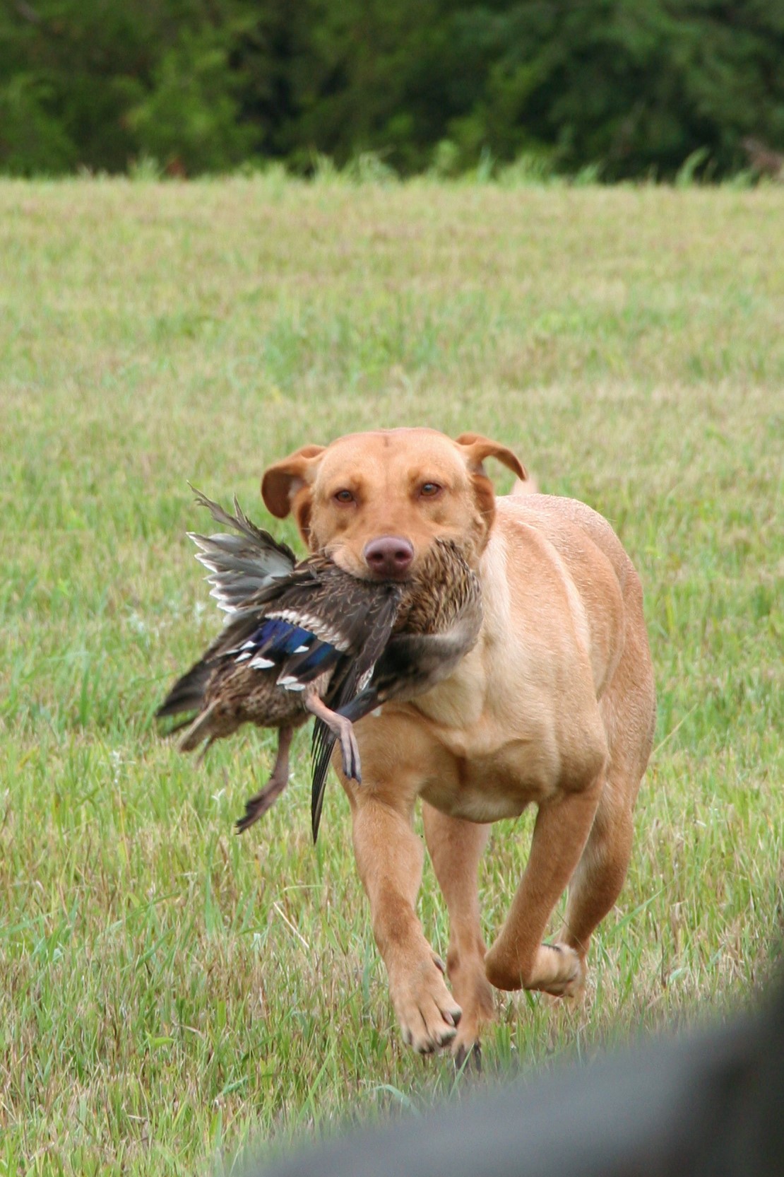 SHR Lindleys Liquor Me Up Willow | Yellow Labrador Retriver