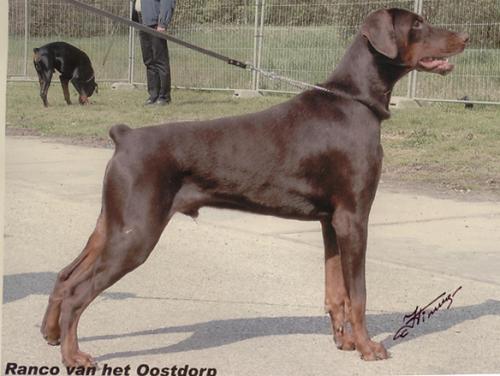 Ranko v.h. Oostdorp | Brown Doberman Pinscher