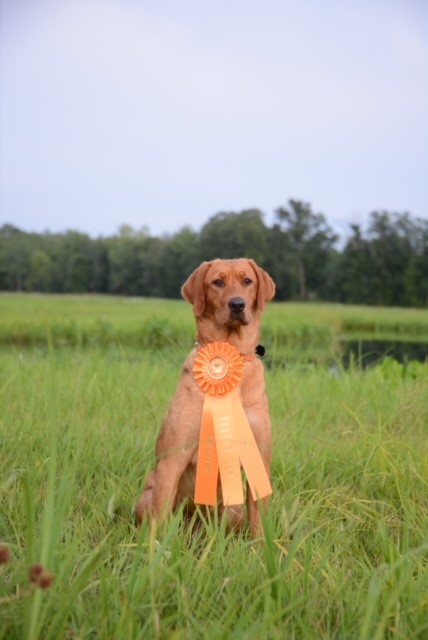 Iowa Pointing Labs Timber Rose Byers JH | Yellow Labrador Retriver