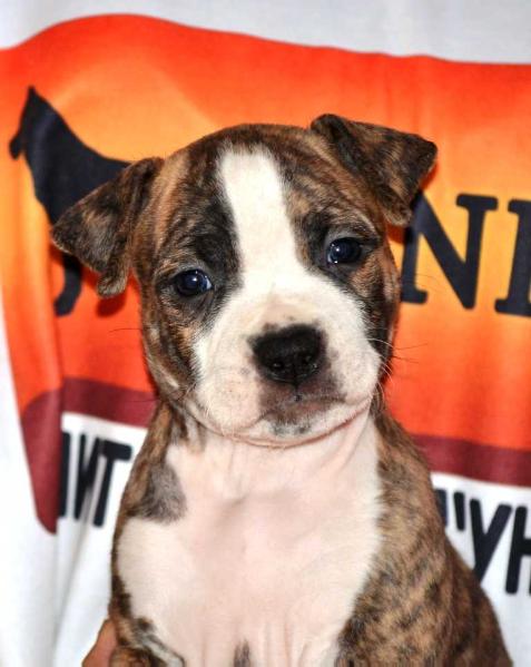 Unigo N.E.V. Zoe Saldana | American Staffordshire Terrier 