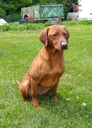 Lilly's Lunatic Pete JH | Yellow Labrador Retriver