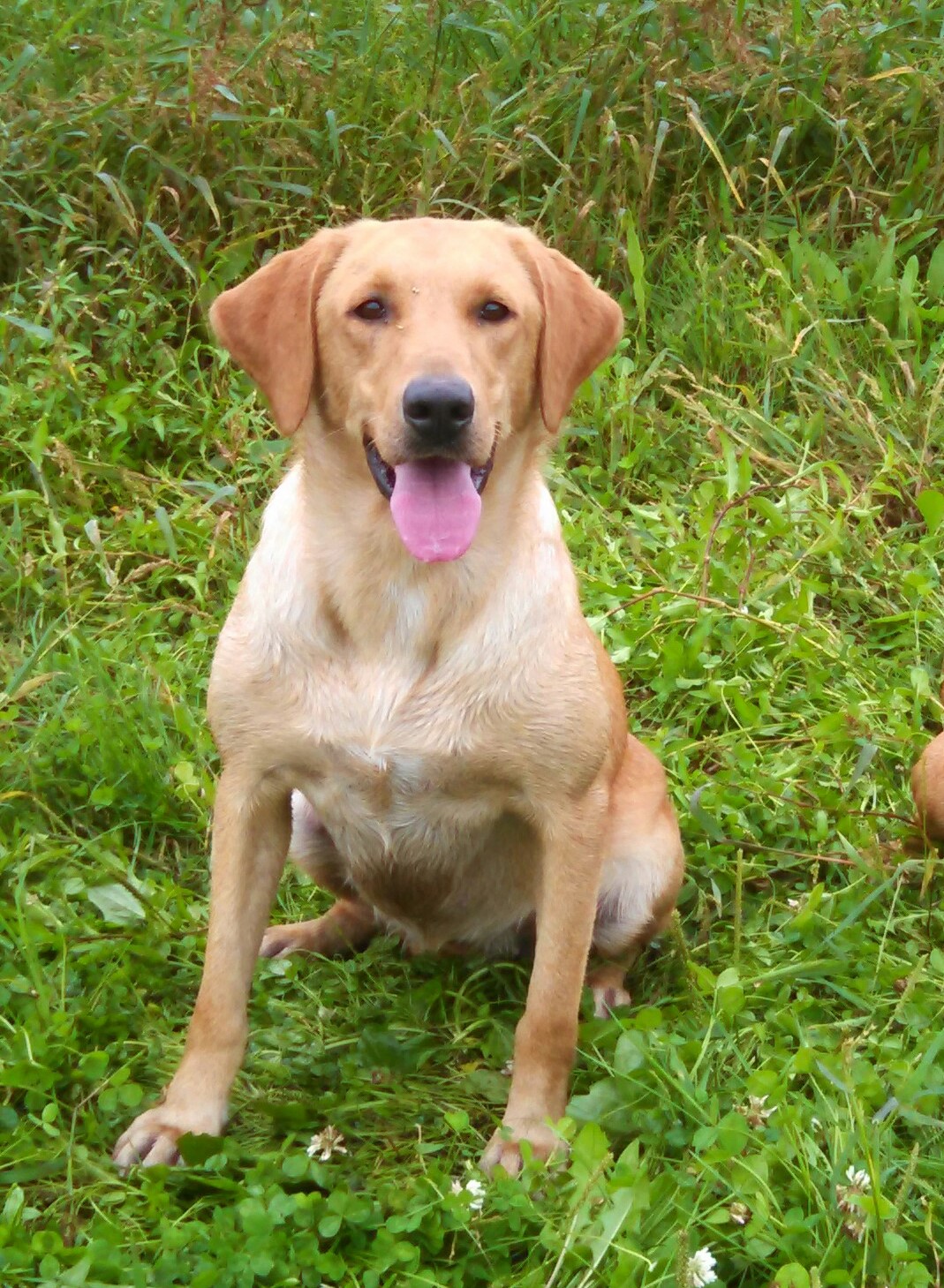 Little Rivers Lilly Pete SH MH | Yellow Labrador Retriver