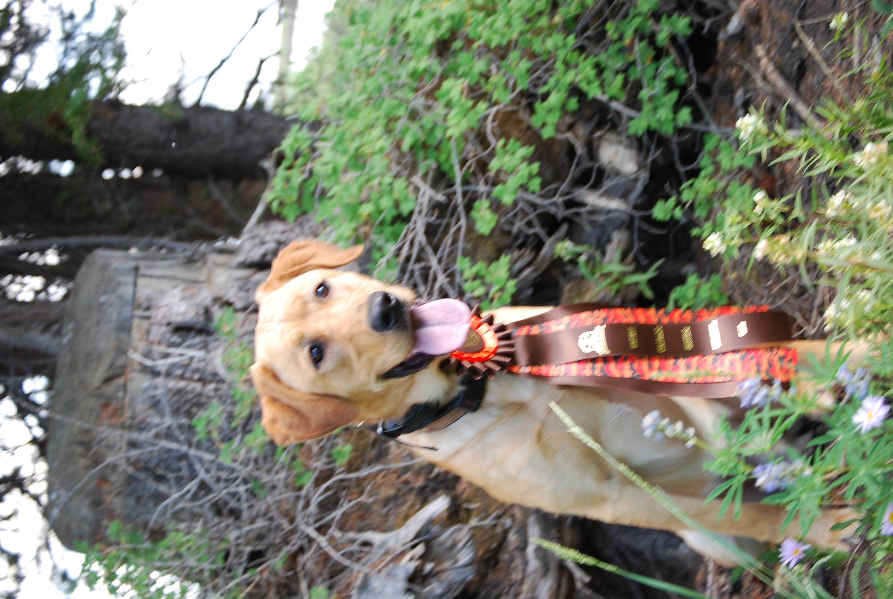 SHR Wertz's Seein' 'Em Fall Hawkeye | Yellow Labrador Retriver