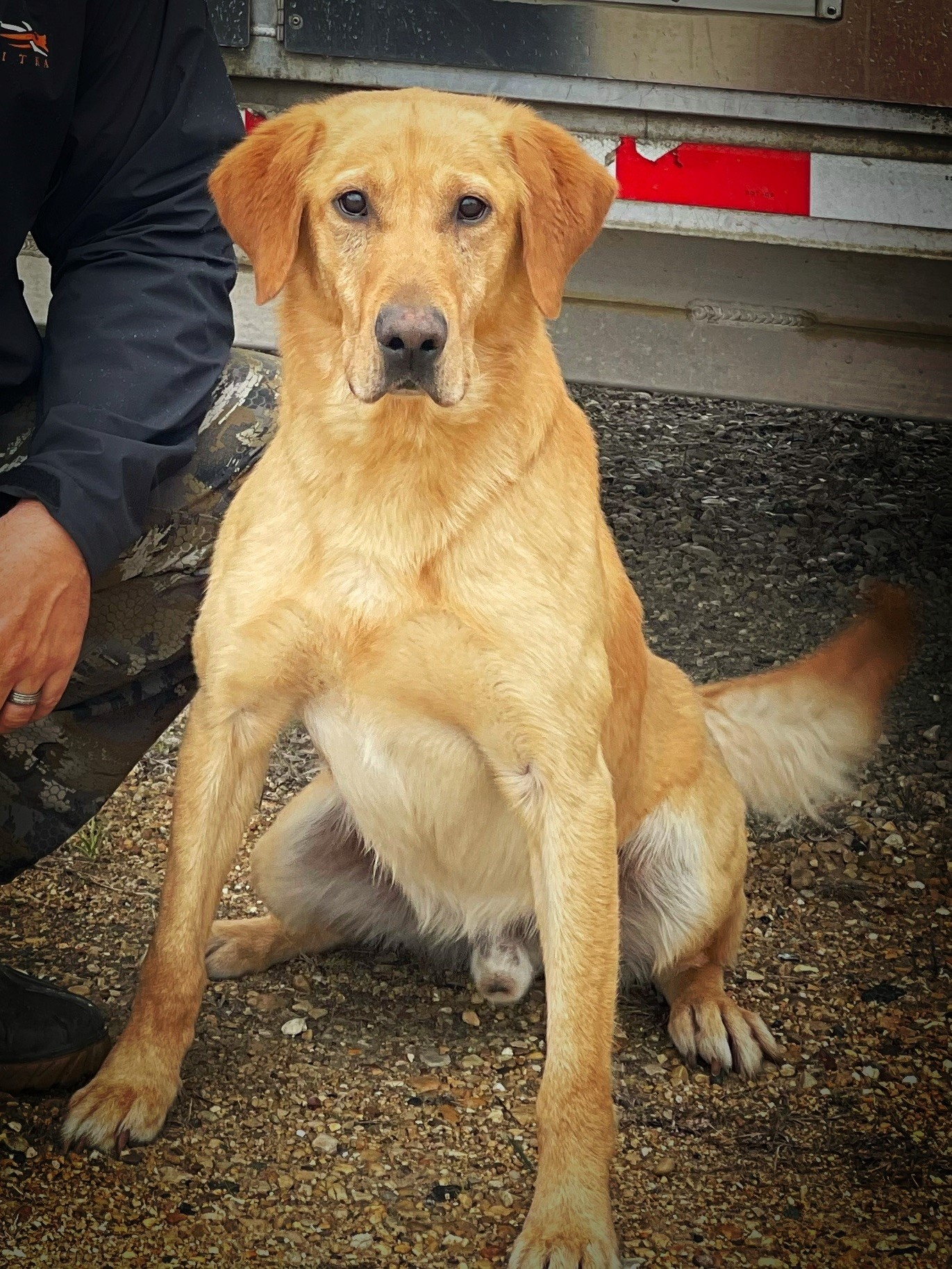 HRCH Ozark's Trapped In Time MH | Yellow Labrador Retriver