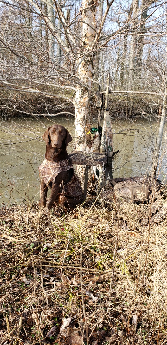 HR BWC’s Stack’em Up | Chocolate Labrador Retriver