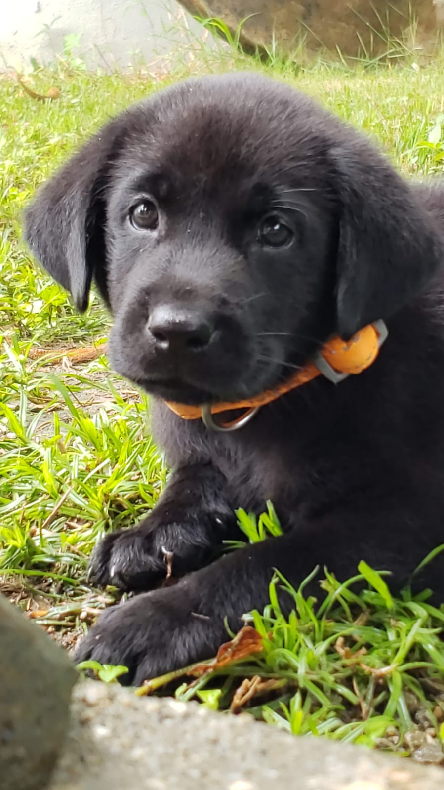 Subi | Black Labrador Retriver