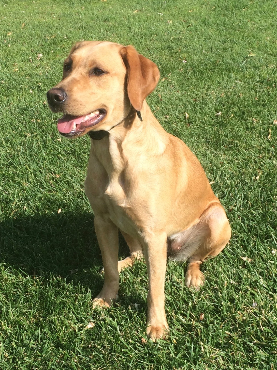 CPR Bailey's Trout of Bearpoint CGC | Yellow Labrador Retriver