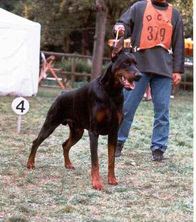 Babilon del Mediano | Black Doberman Pinscher