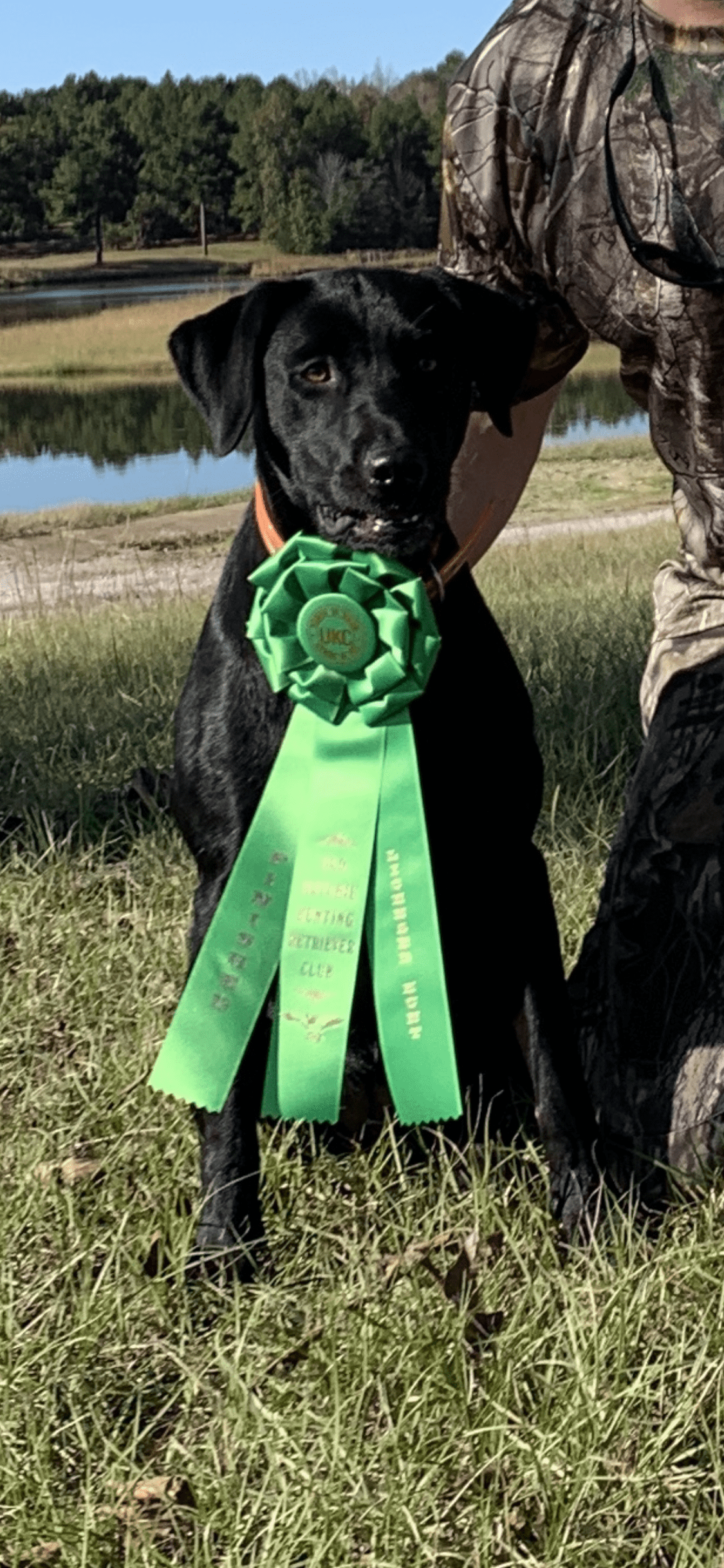 HRCH Stella Reed Morris | Black Labrador Retriver