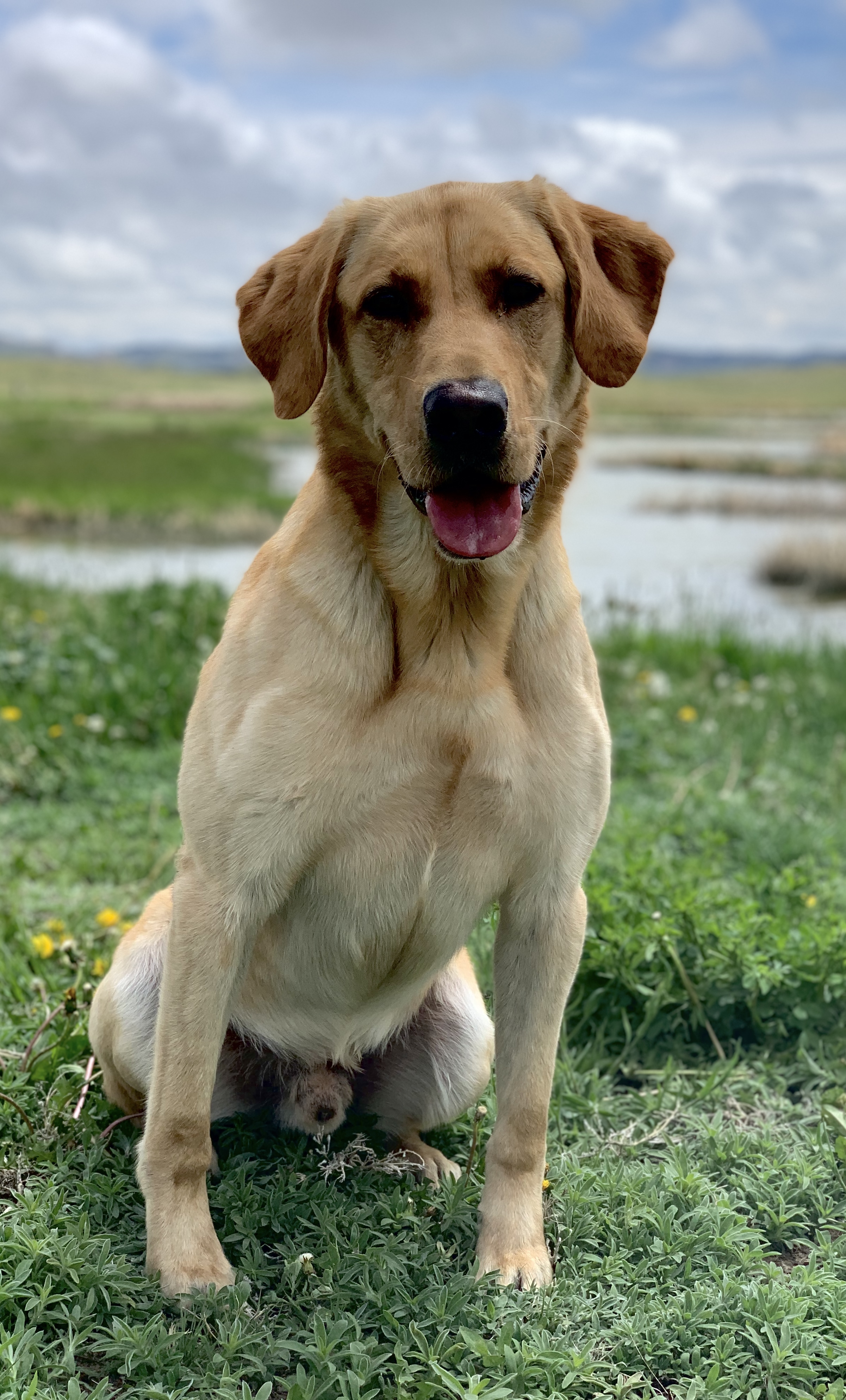 Born A Road Warrior MH | Yellow Labrador Retriver