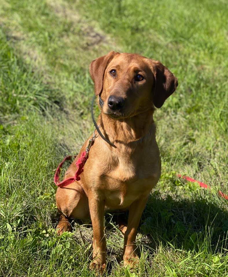 Red Hot N Coming At You | Yellow Labrador Retriver