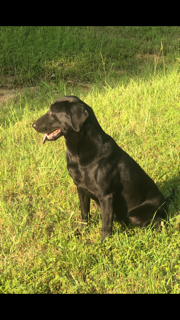 HRCH Hardy Lakes Shinning Rae | Black Labrador Retriver