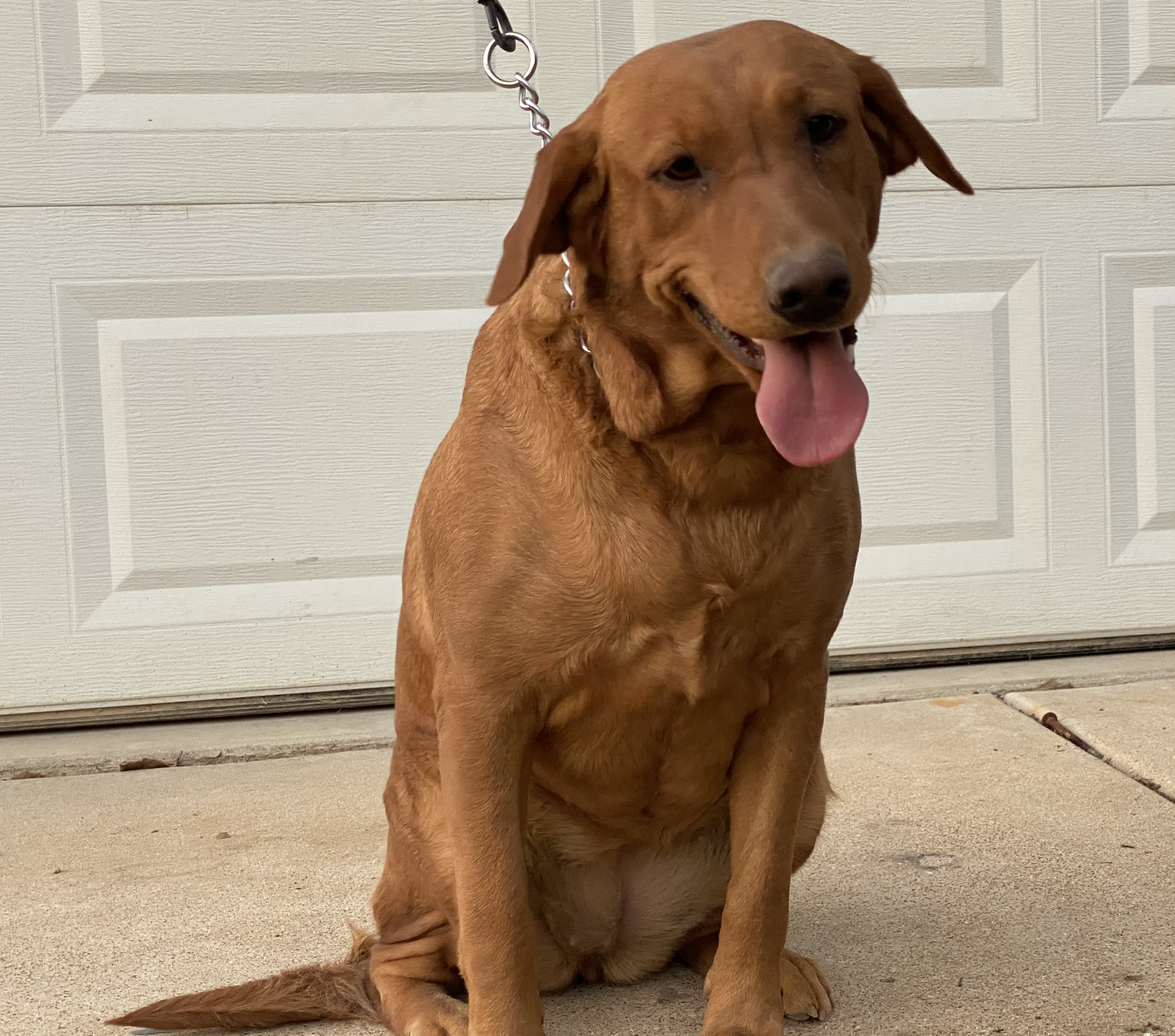 Wunderlin's Red Hot Chilli Piper | Yellow Labrador Retriver