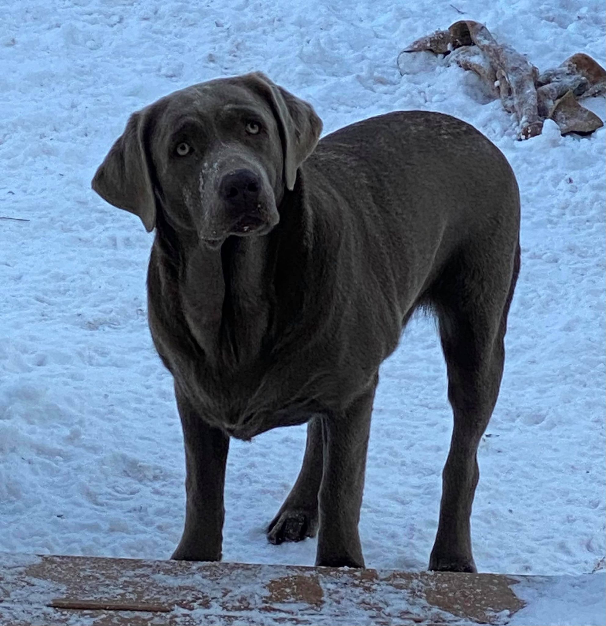 Rockin C's Ruger Rose | Chocolate Labrador Retriver