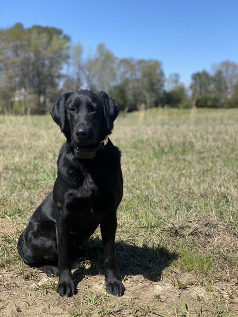 HRCH RR Mountain Girl Running On Shine | Black Labrador Retriver