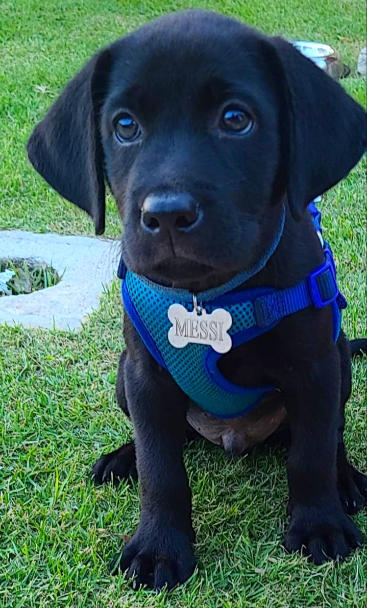 Messi | Black Labrador Retriver