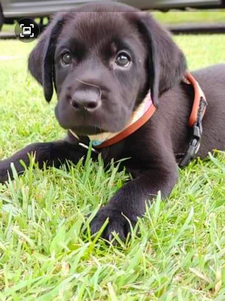 Bartoz | Black Labrador Retriver