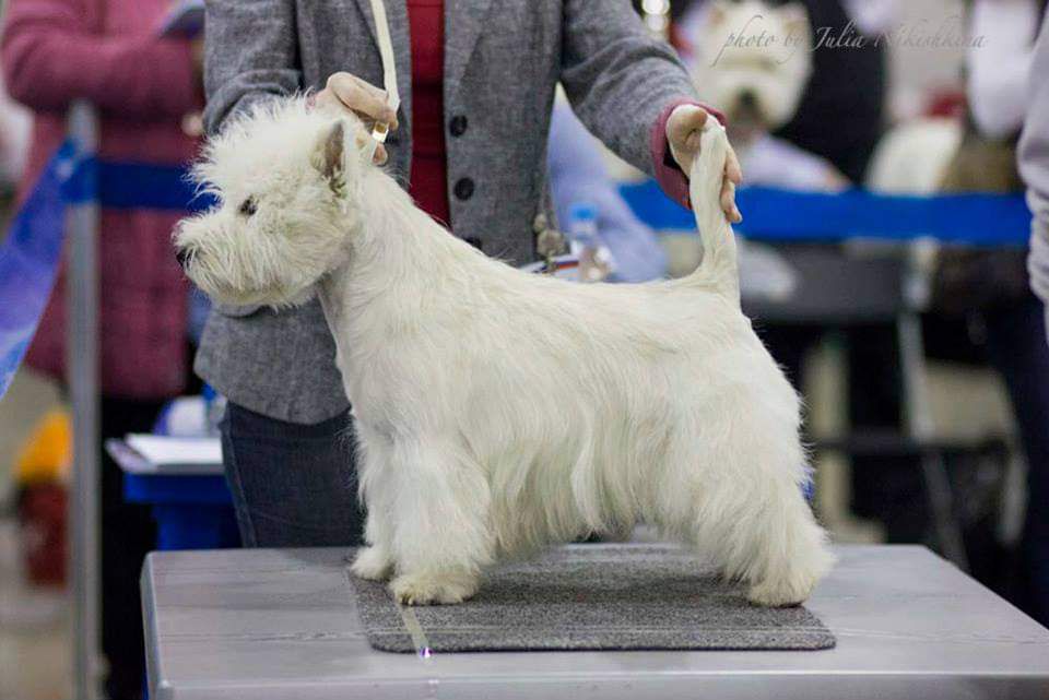 Bellevue Star Fighter | West Highland White Terrier 