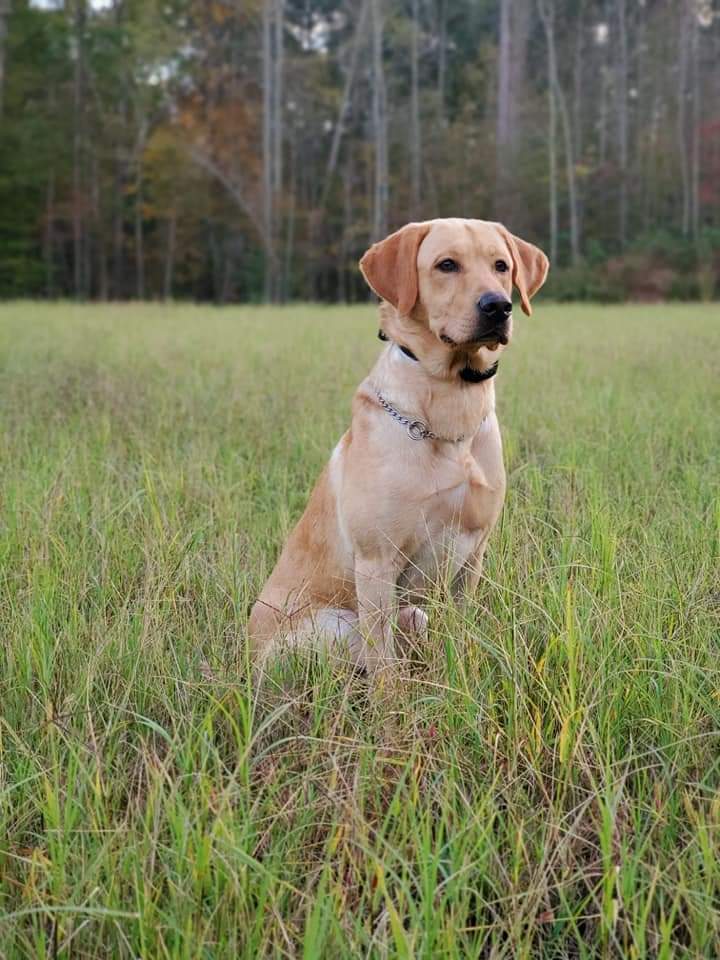 Burns' B-52 Bulldozer MH9 CGCA TKI WC | Yellow Labrador Retriver