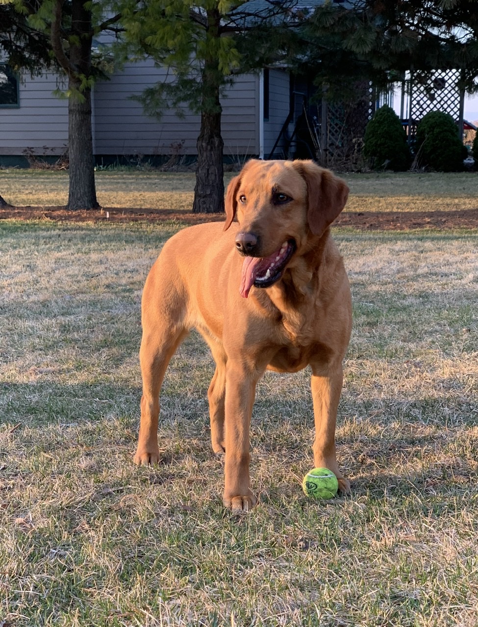 Sadie Hubbs | Yellow Labrador Retriver