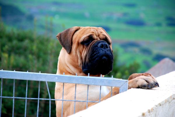 Game Keeper's Wind Dancer | Bullmastiff 