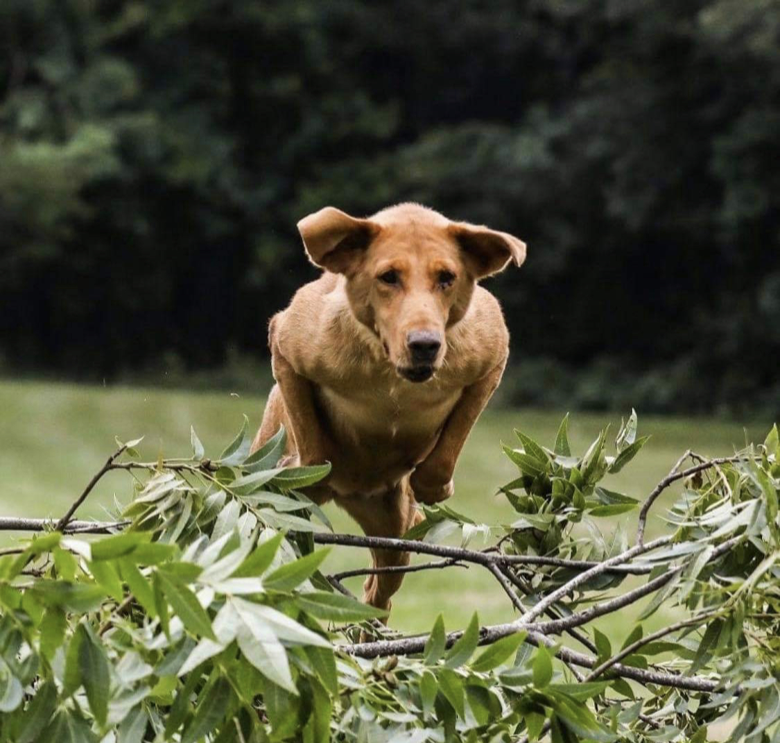 3x GRHRCH  Drewry’s Faith | Yellow Labrador Retriver