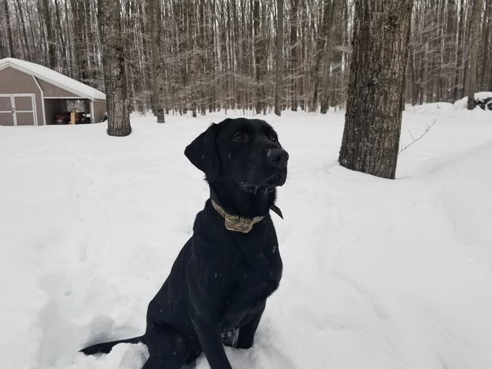 HRCH Fetchem Up Oops | Black Labrador Retriver