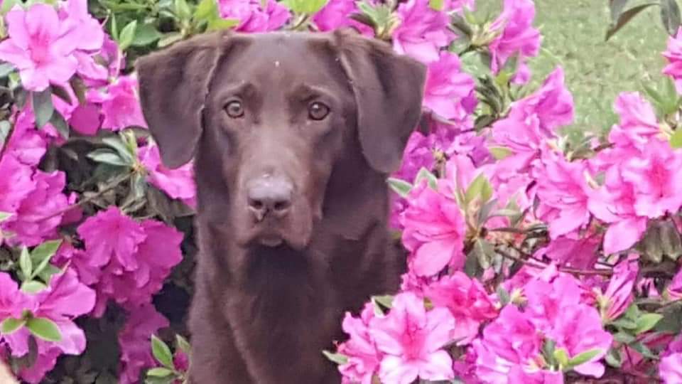 4X GRHRCH  Elly May Klampett Klar MH | Chocolate Labrador Retriver